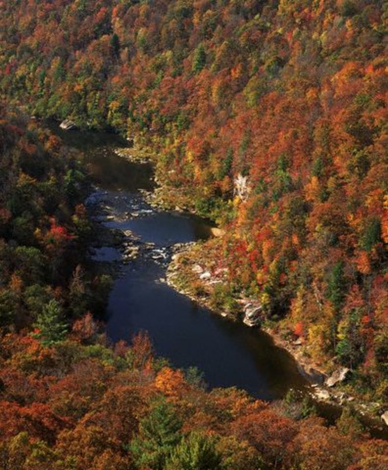 River Runs Through Dense Forest